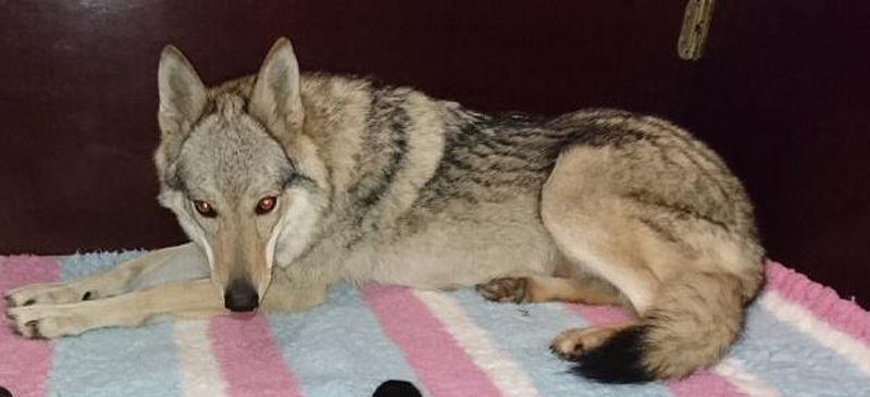Wolfdog Kalisha Wolfdog Kalisha